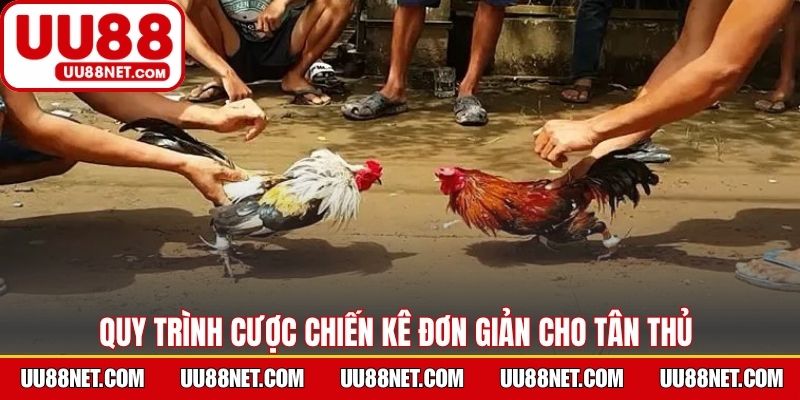 Quy trình cược chiến kê đơn giản cho tân thủ 