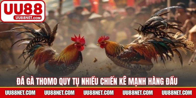 Đá gà Thomo quy tụ nhiều chiến kê mạnh hàng đầu 
