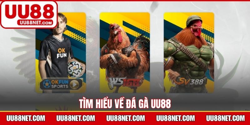 Tìm hiểu về đá gà UU88