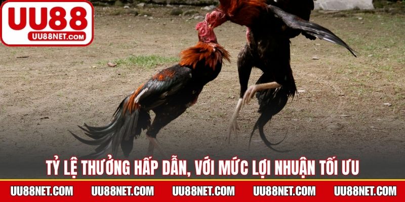 Tỷ lệ thưởng hấp dẫn, với mức lợi nhuận tối ưu